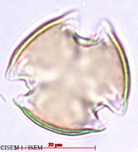 Pyracantha rogersiana - lame n° 27895